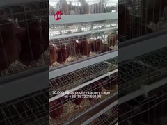 Ασφάλιστρο αποθηκών εμπορευμάτων της Νιγηρίας και λουξ σύστημα κλουβιών μπαταριών πουλερικών για τα κοτόπουλα στρώματος αμμώδη