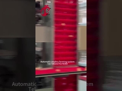 Η αυτόματη συλλογή αυγών στρώματος ένα κλουβί κοτόπουλου τύπων για το φάρμα πουλερικών αυξήθηκε