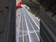 Ημιαυτόματο κλουβί στρώσης πουλερικών 15000 πουλιά χειροκίνητο κλουβί πουλερικών στη Νιγηρία Iris