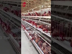 Εφοδιασμός σε στρώματα Χρησιμοποιήστε 2 στρώματα μπαταρίας Κλουβί Αγελαδινό Σπίτι Ζεστό βύθισμα Ζαλβανισμένη άμμος