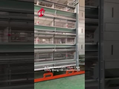 A Type 20000 Birds Poultry Farming Cage System Full Automated Emily