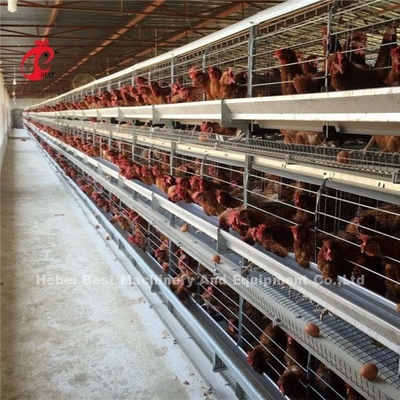 Κίνα Νιγηρία Factory Layer Broiler Poultry Chicken Εκτροφής Κλουβί προς Πώληση Ada