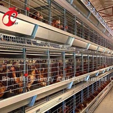 Τύπος A ή H Αυτοματοποιημένο Κλουβί Κοτόπουλου Εξοπλισμός Τροφής Hopper Σύστημα Συλλογής Αυγών Για 35.000 Πουλιά Doris