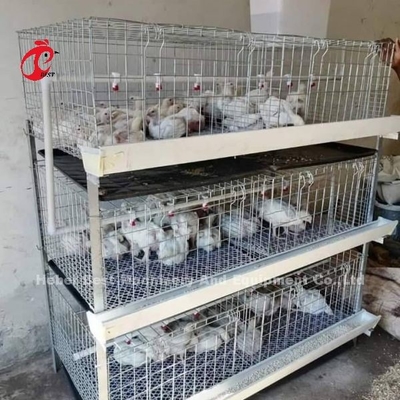 Τύπος A και H Broiler μπαταρία Κλουβί κοτόπουλου για 45 ημέρες Broilers Emily