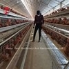 110kg Κλουβί μπαταρίας κοτόπουλου με 450cm2 Περιοχή/πουλί Adela