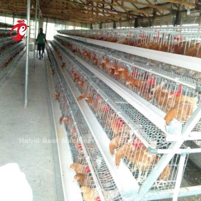 Αυτόματο σύστημα κλουβιών εκτροφής πουλερικών με ηλεκτρο / θερμό βάψιμο γαλβανισμένη επιφάνεια
