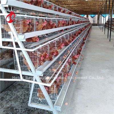 2.8mm-3.5mm Κλουβί Διάμετρος σύρματος Κλουβί πουλερικών Σύστημα Κλουβί εξοικονομήστε εργατικό δυναμικό Αυξήστε τα κέρδη Iris