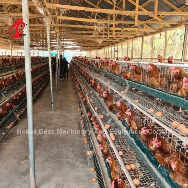 3 σύστημα κλουβιών μπαταριών σειρών ή πουλερικών 4 σειρών για τα στρώματα Iris