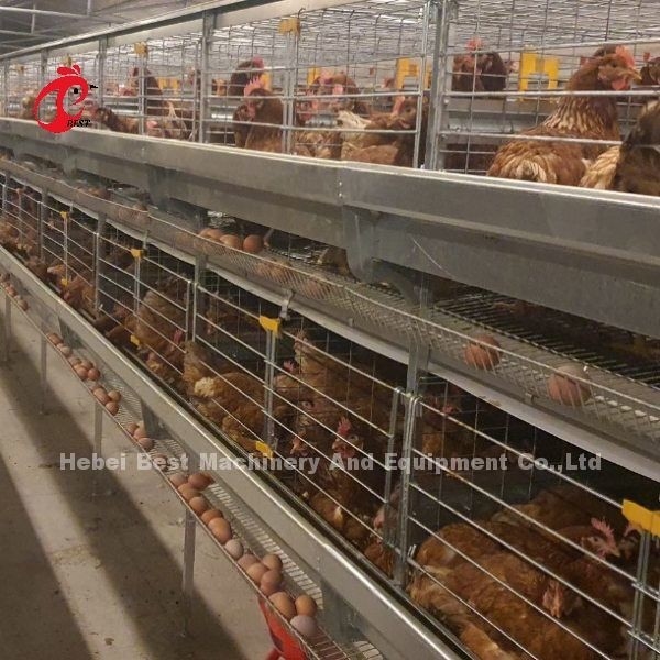Η αυτόματη συλλογή αυγών στρώματος ένα κλουβί κοτόπουλου τύπων για το φάρμα πουλερικών αυξήθηκε