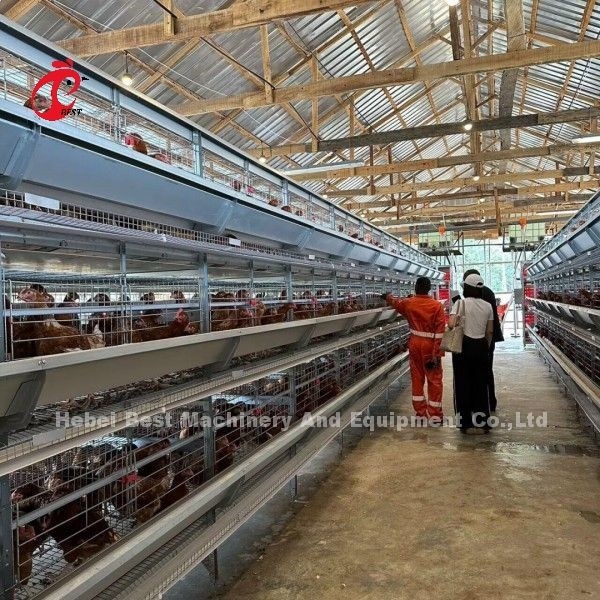Εισαγόμενο γαλβανισμένο σύστημα κλουβιών για την εκτροφή πουλερικών για το στρώμα H τύπου Doris