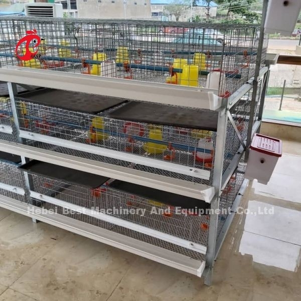 Τύπος A και H Broiler μπαταρία Κλουβί κοτόπουλου για 45 ημέρες Broilers Emily
