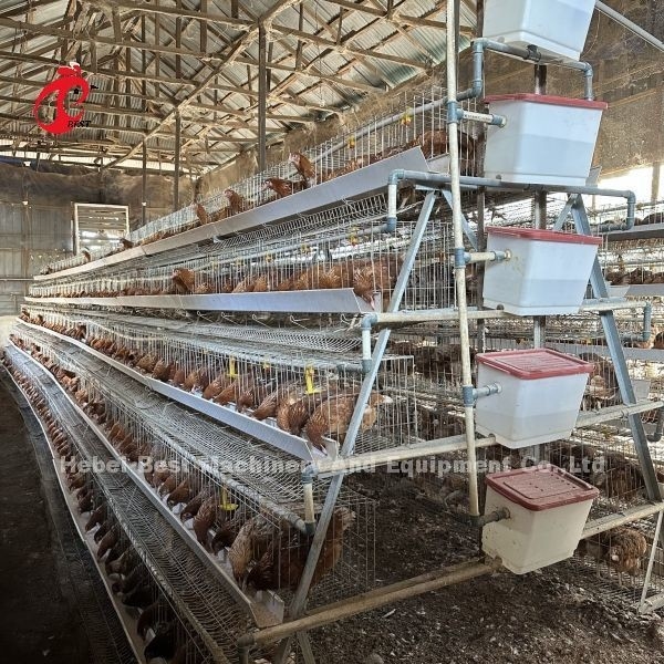 160 πουλιά χωρητικότητα κλουβί κοτόπουλου 4ος όροφος με εγκατάσταση βίντεο παρέχονται κλουβιά πουλερικών Emily Wang