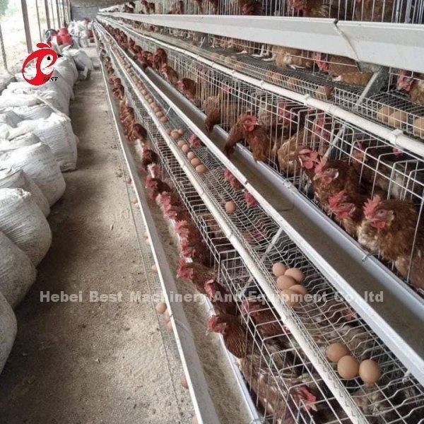 Αυτόματο σύστημα σίτισης πουλερικών κοτόπουλο μπαταρία στρώμα κλουβί τύπου A Ada