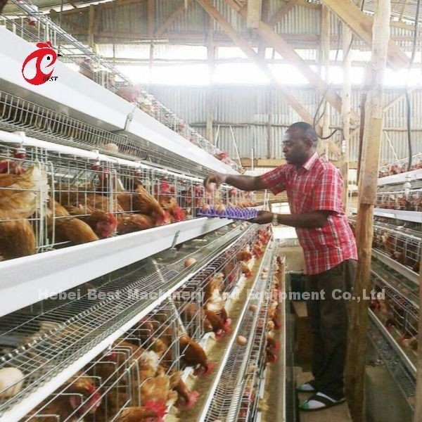 Σύστημα κελιού μπαταρίας 3 ή 4 βαθμίδων για 500-1000 πτηνά