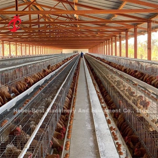 Καυτό πωλώντας σύστημα 32 κλουβιών καλλιέργειας πουλερικών της Αφρικής πόρτες για το αυγό που βάζει τα πουλιά Emily