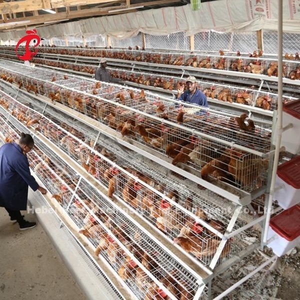 Κλουβί αναπαραγωγής τύπων μπαταριών του ISO, κλουβί κοτόπουλου 3 σειρών για το φάρμα πουλερικών Iris